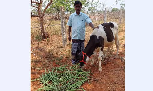 விலை கடும் சரிவால் கால்நடைகளுக்கு உணவாகும் முருங்கை காய்கள்- விவசாயிகள் வேதனை