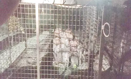 ஒடுகத்தூர் அருகே அட்டகாசம் செய்த 25 குரங்குகள் பிடிப்பட்டது