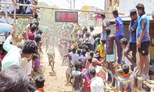 நாட்டறம்பள்ளி அருகே காளை முட்டி 10 பேர் படுகாயம்