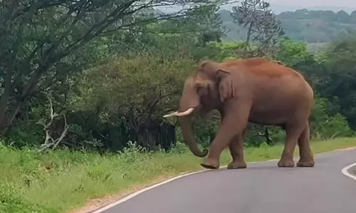 சாலையில் உலா வந்த ஒற்றை யானை