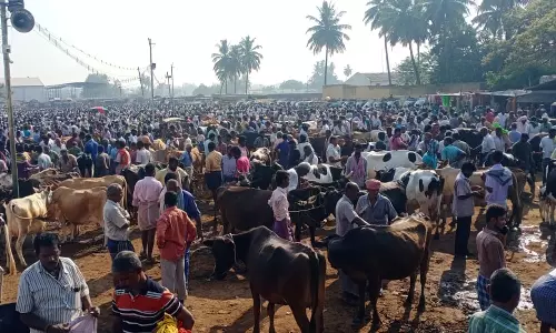 90 சதவீதம் மாடுகள் விற்பனை