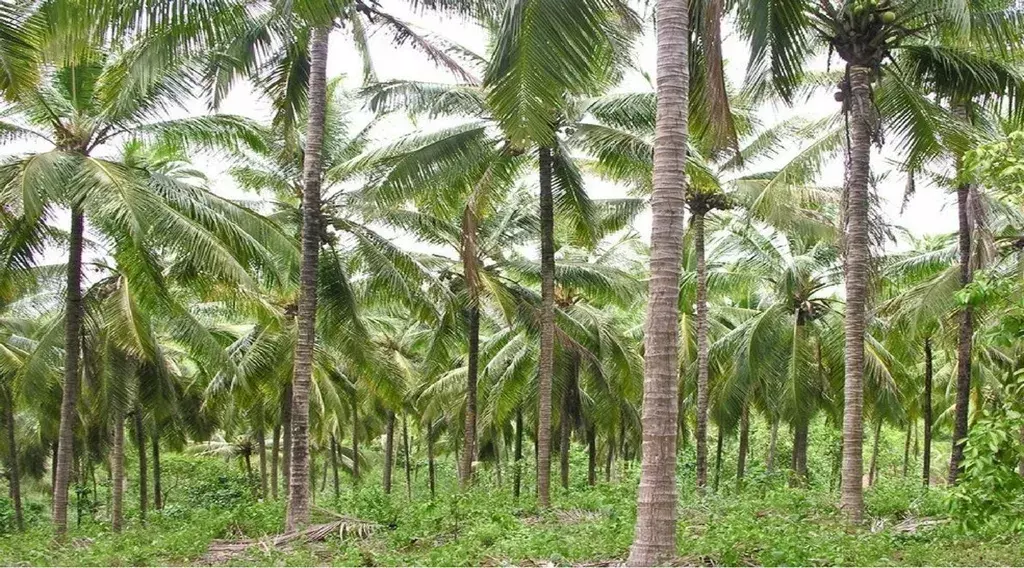 தென்னையில் கருத்தலைப்புழு கட்டுப்பாடு- வேளாண் அதிகாரி அறிவுரை