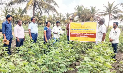 வலங்கைமான் வட்டாரத்தில் வேளாண்மை துறை அதிகாரிகள் கள ஆய்வு