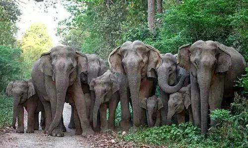 திருமூர்த்திமலை பகுதியில் தென்னை , பயிர்களை சேதப்படுத்திய யானைகள் - விவசாயிகள் கவலை