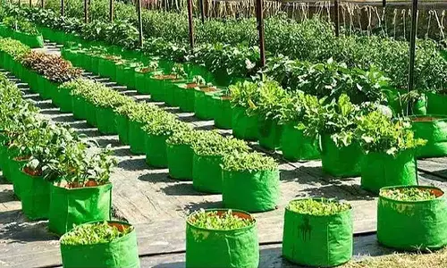 ஊட்டம் தரும் காய்கறி தோட்டம் திட்டத்தில் 10 ஆயிரத்து 250 பேர் பயன் பெற்றனர் - கலெக்டர் தகவல்