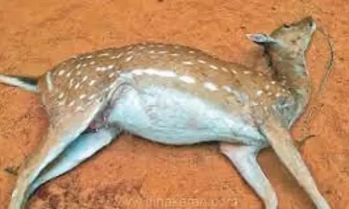 வாகனம் மோதி புள்ளிமான் சாவு