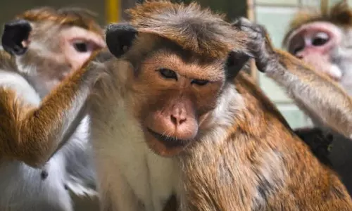 சீனாவுக்கு ஒரு லட்சம் குரங்குகள் ஏற்றுமதி- இலங்கை பரிசீலனை