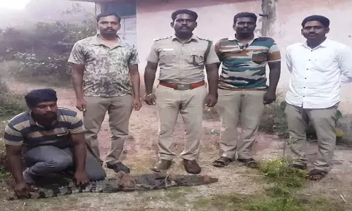 சிதம்பரம் அருகே கிராமத்திற்குள் புகுந்த முதலை பிடிபட்டது:வனத்துறையினர் அதிரடி