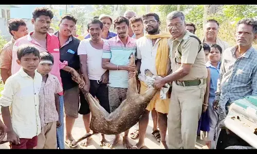தண்ணீர் தேடி கிராமத்திற்குள் புகுந்த மான்