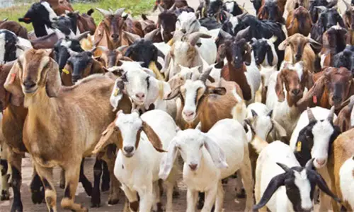 ரம்ஜான் பண்டிகை எதிரொலி கொளத்தூர் சந்தையில் ஆடுகள் விலை உயர்வு