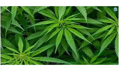 பேரிகை அருகேதோட்டத்தில் கஞ்சா செடி வளர்த்தவர் கைது