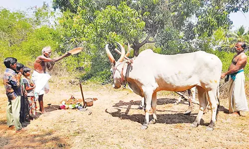 விவசாயம் செழிக்க வேண்டி நல்லேர் பூட்டி வணங்கிய தஞ்சை விவசாயிகள்
