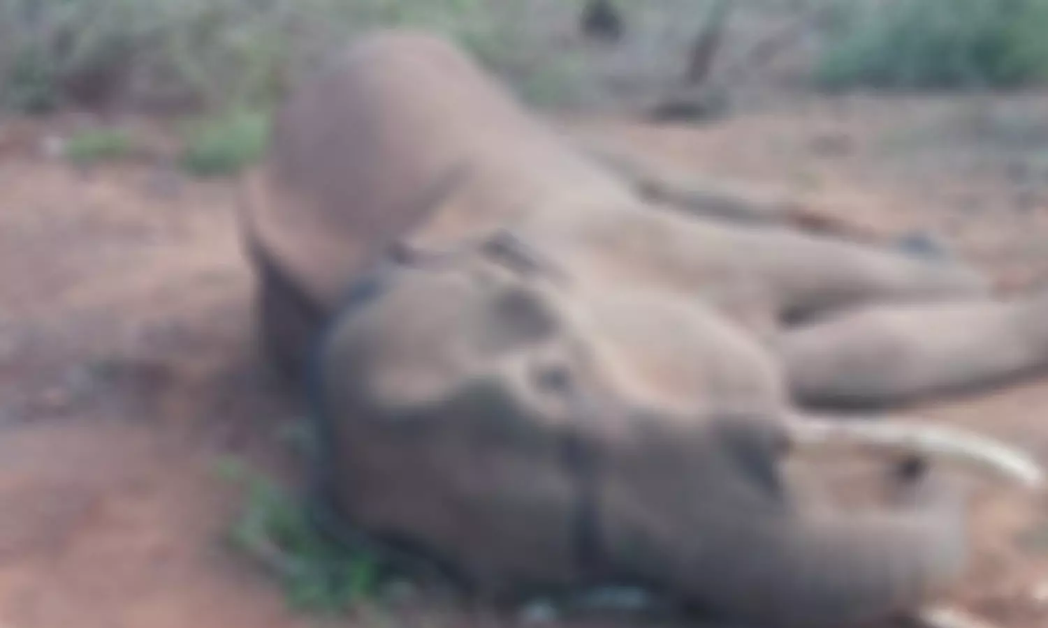 முதுமலை வனப்பகுதியில் மர்மமான முறையில் இறந்து கிடந்த ஆண் காட்டு யானை- வனத்துறையினர் விசாரணை முதுமலை வனப்பகுதியில் மர்மமான முறையில் இறந்து கிடந்த ஆண் காட்டு யானை- வனத்துறையினர் விசாரணை