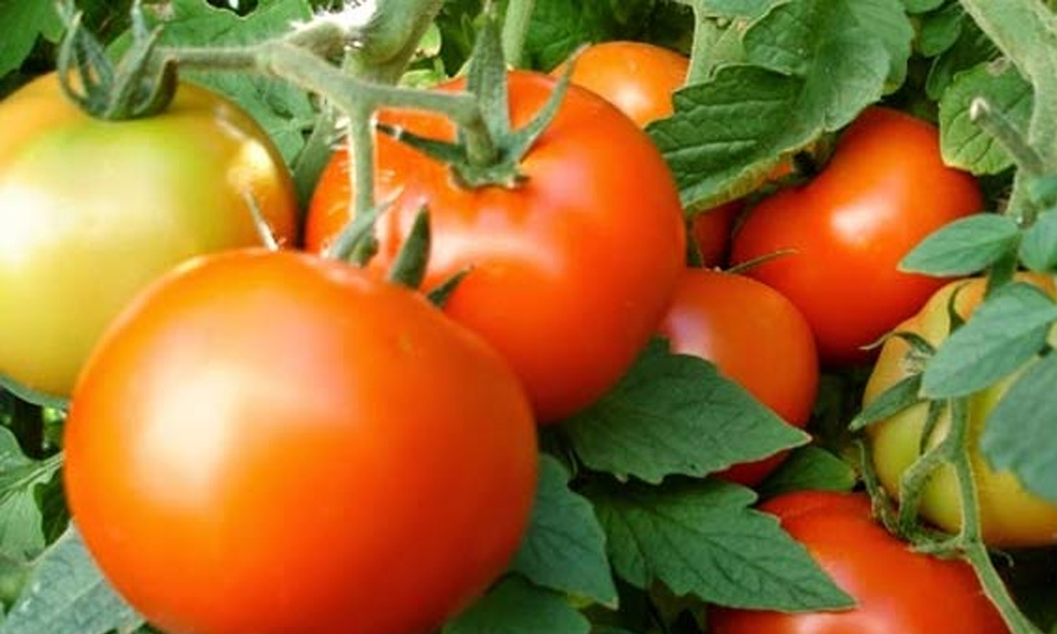 கோவையில் தக்காளி, கத்தரி, வெண்டைகளுக்கான விலை முன்னறிவிப்பு வெளியீடு