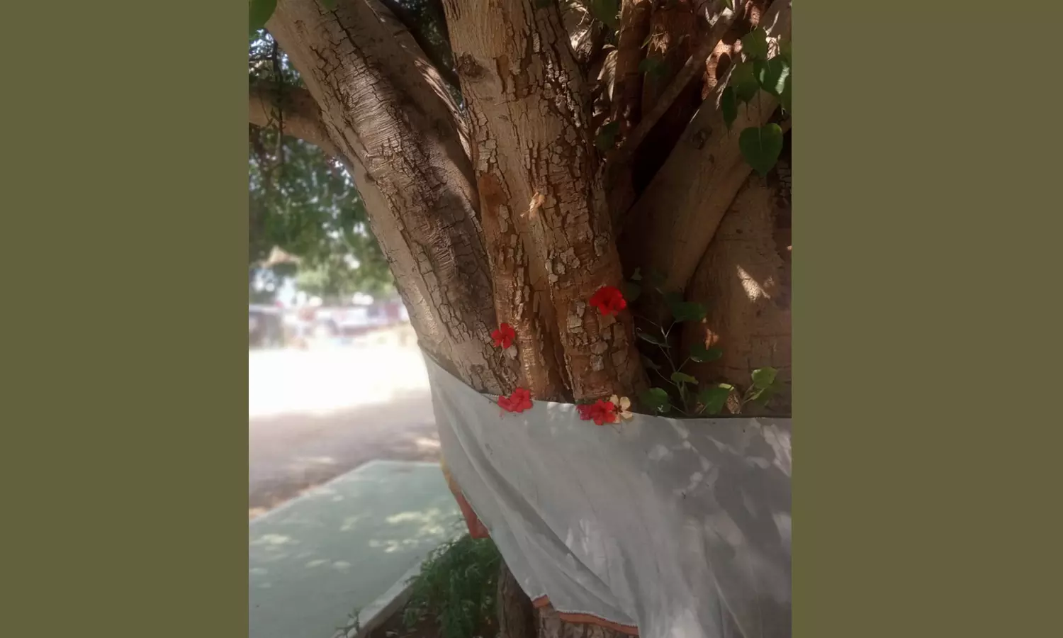 விநாயகர் கோவில் அரச மரத்தில் பால் வடிந்ததால் பரபரப்பு விநாயகர் கோவில் அரச மரத்தில் பால் வடிந்ததால் பரபரப்பு