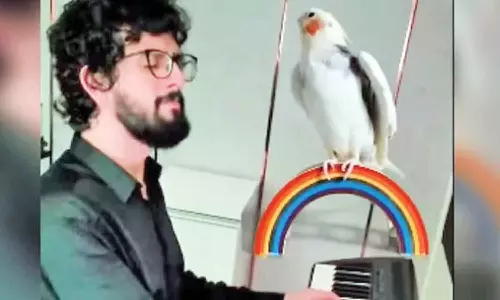 வாலிபர் பியானோ இசைக்கும் போது பாடும் பறவை