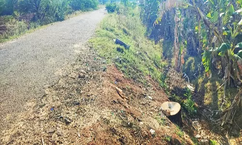 செம்பட்டி அருகே விலை உயர்ந்த மரங்கள் வெட்டி கடத்தல்