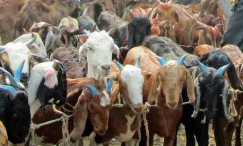 புதுக்கோட்டை சந்தையில் ரூ.1 கோடிக்கு ஆடுகள் விற்பனை