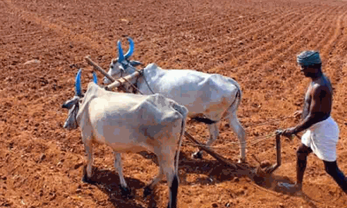 விவசாயிகள் நல்லேறு பூட்டி உழவு பணி