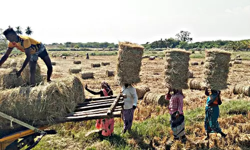 வைக்கோல் விற்பனை மும்முரம்