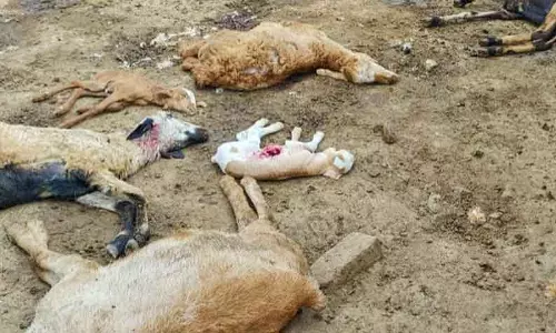 மர்ம விலங்கு கடித்ததில் 4 ஆடுகள் பலி