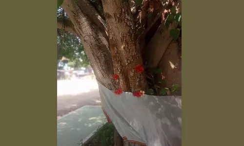 விநாயகர் கோவில் அரச மரத்தில் பால் வடிந்ததால் பரபரப்பு