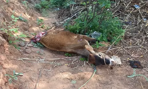 சிறுத்தை தாக்கி மாடு பலி