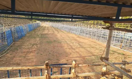 அலகுமலையில் ஜல்லிக்கட்டு போட்டிக்கான ஏற்பாடுகள் தீவிரம்