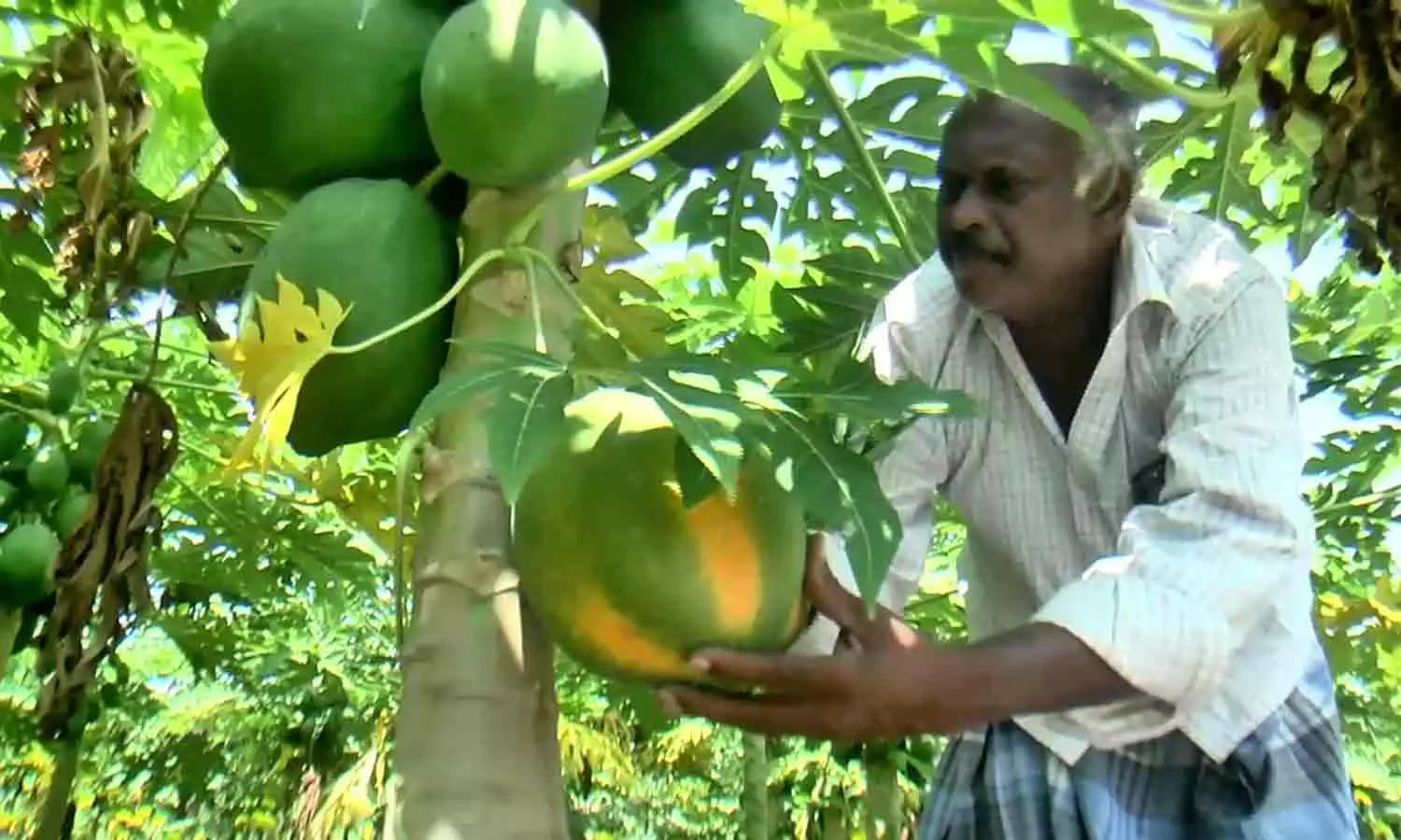 பப்பாளியுடன் ஊடுபயிராக சாமந்தி விளைவிக்கும் விவசாயி பப்பாளியுடன் ஊடுபயிராக சாமந்தி விளைவிக்கும் விவசாயி