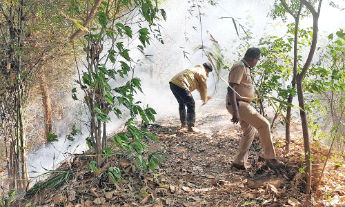 பழனி : மூலிகை மருத்துவ பூங்காவில் தீ விபத்து