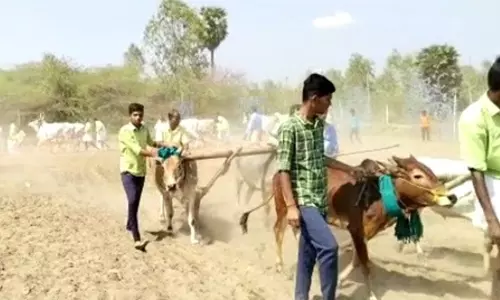 ஆலங்குடி சுற்றுவட்டார பகுதிகளில் தமிழ்ப்புத்தாண்டை முன்னிட்டு நல்லேர் பூட்டிய விவசாயிகள்