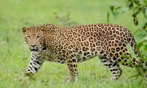 கூடலூர் அருகே கிணற்றுக்குள் தவறி விழுந்து இறந்த பெண் சிறுத்தை