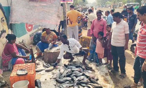 மீன்பிடி தடைக்காலம் எதிரொலி- கடலூரில் ஏரி, குளம் மீன்கள் வரத்து அதிகரிப்பு