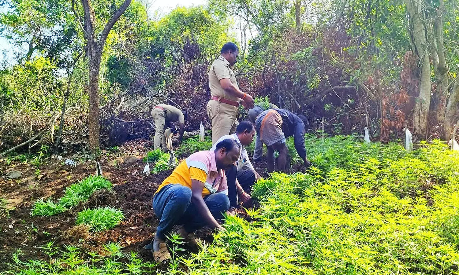 கல்வராயன் மலைப்பகுதியில்20 கிலோ கஞ்சா செடிகள் அழிப்பு கல்வராயன் மலைப்பகுதியில்20 கிலோ கஞ்சா செடிகள் அழிப்பு