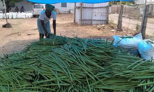 வெள்ளகோவிலில் 45 டன் முருங்கைக்காய் வரத்து