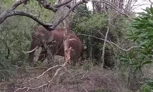 ஆலங்காயம் அருகே காயத்துடன் தவிக்கும் ஒற்றை கொம்பன் யானை- சிகிச்சை அளிக்க வலியுறுத்தல்