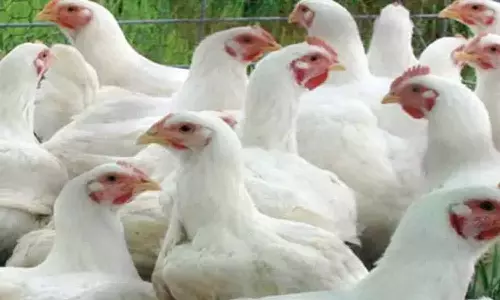 நாமக்கல் மண்டலத்தில் கறிக்கோழி விலை மேலும் ரூ.3 உயர்வு