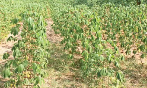 மரவள்ளியில் செம்பேனை கட்டுப்படுத்துவது எப்படி?விவசாயிகளுக்கு நாளை மறுநாள் பயிற்சி