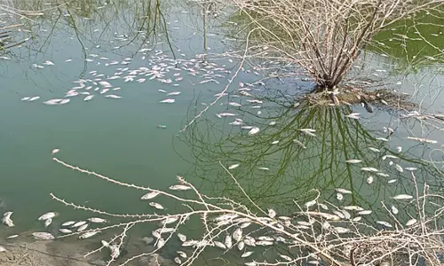 குளங்களில் தண்ணீர் குறைந்து வருவதால் மீன்கள் செத்து மிதக்கிறது