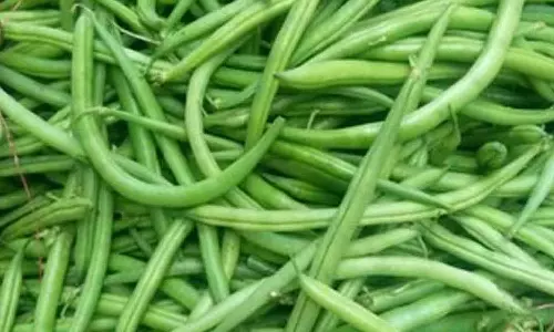 பீன்ஸ் கிலோ ரூ.120 ஆக அதிகரிப்பு