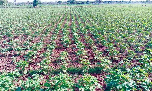 திருவாரூரில், பருத்தி சாகுபடி செய்த விவசாயிகள் மானிய விலையில் உரம் வழங்க வலியுறுத்தல்