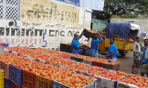 வரத்து அதிகரிப்பால்  தக்காளி விலை சரிவு