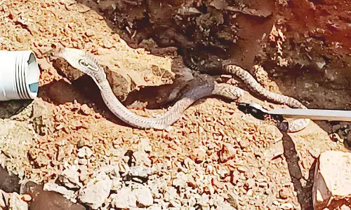 கீழ்பென்னாத்தூரில் பாம்பு பிடிபட்டது