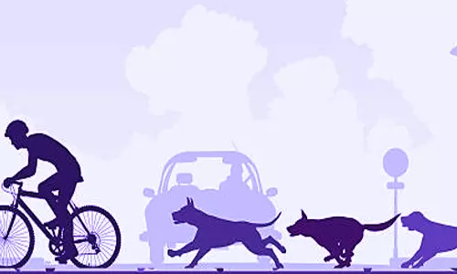 நெல்லை மாநகர சாலைகளில் சுற்றித் திரியும்  வெறி நாய்களால் பொதுமக்கள் அவதி