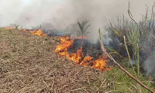 16 ஏக்கர் கரும்பு தோட்டம் எரிந்து நாசம்