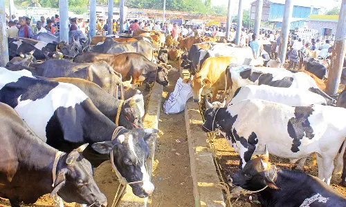 ரம்ஜான் பண்டிகையை முன்னிட்டு மேலப்பாளையம் சந்தையில் ஆயிரக்கணக்கான மாடுகள் குவிந்தன -போட்டி போட்டு வியாபாரிகள் வாங்கி சென்றனர்