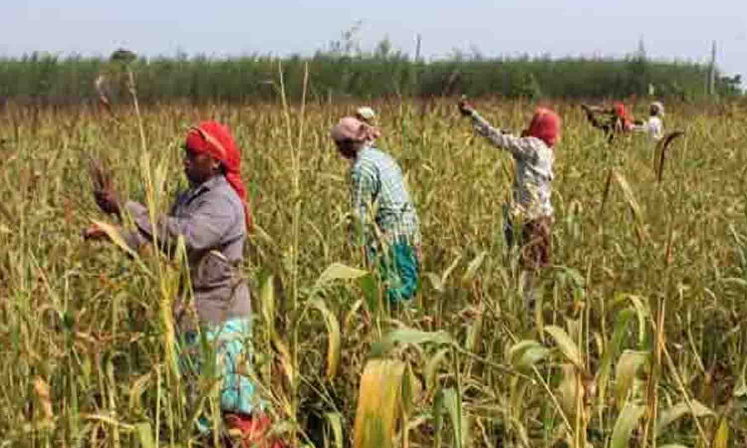 உடுமலை பகுதியில் கம்பு அறுவடை பணிகள் தீவிரம்