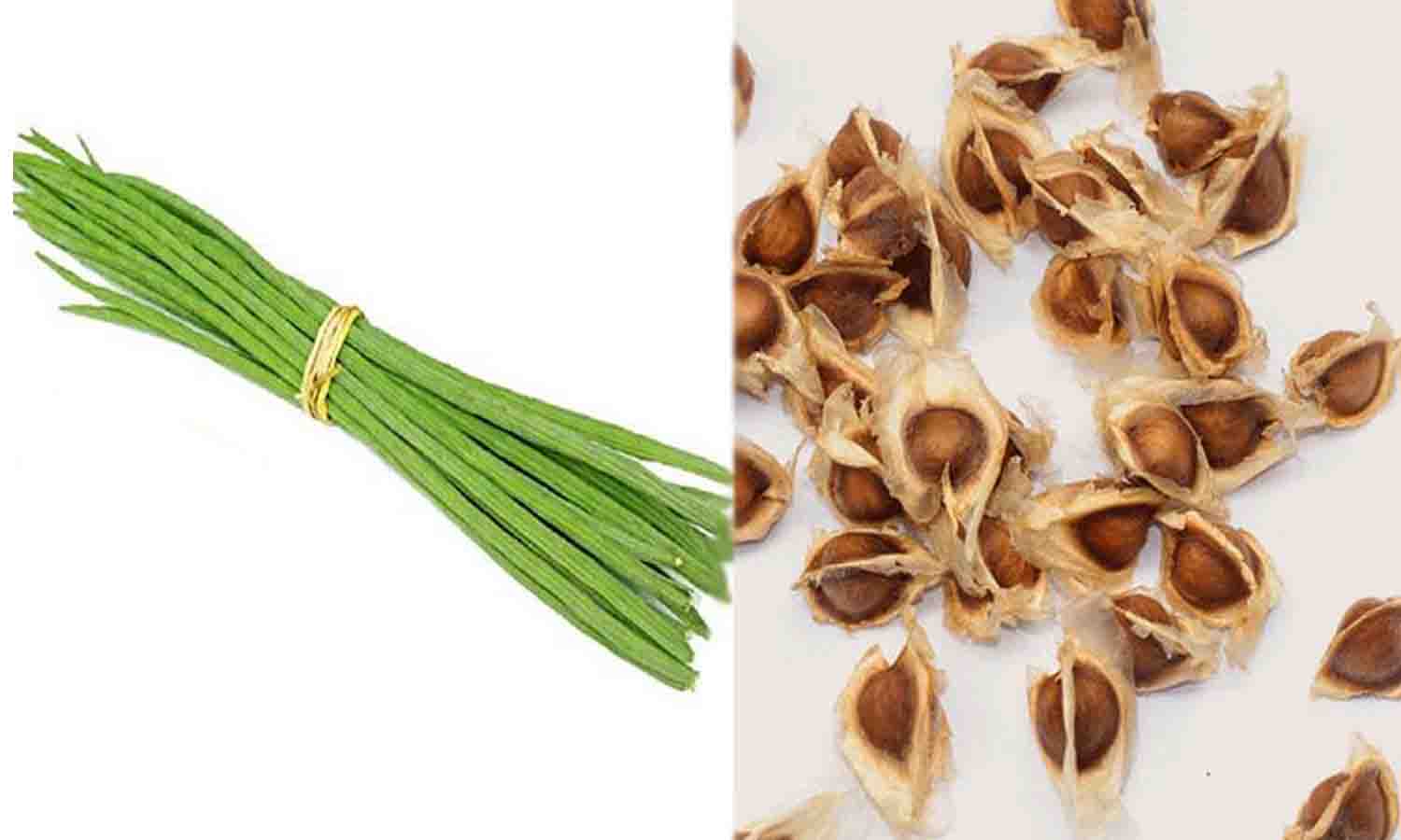 முருங்கை விதையில் இருந்து பயோ டீசல் தயாரிப்பு - ஆராய்ச்சியாளர்கள் தகவலால் விவசாயிகள் மகிழ்ச்சி