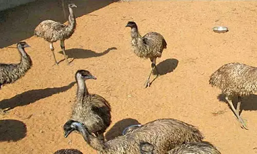 தனியார் ஈமு நிறுவன சொத்துக்கள் ஏலம் 4-ந் தேதி நடக்கிறது