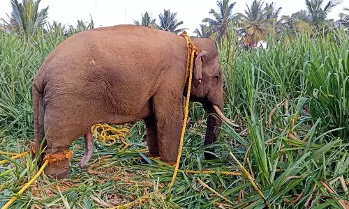 10 கண்காணிப்பு கேமராக்கள் பொருத்தி கருப்பன் யானை நடமாட்டத்தை கண்காணிக்கும் வனத்துறையினர்
